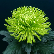 Green Spider Chrysanthemum Seeds