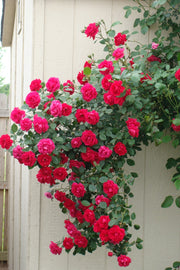 Red Climbing Rose Seeds