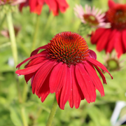 Red Coneflower Echinacea Seeds