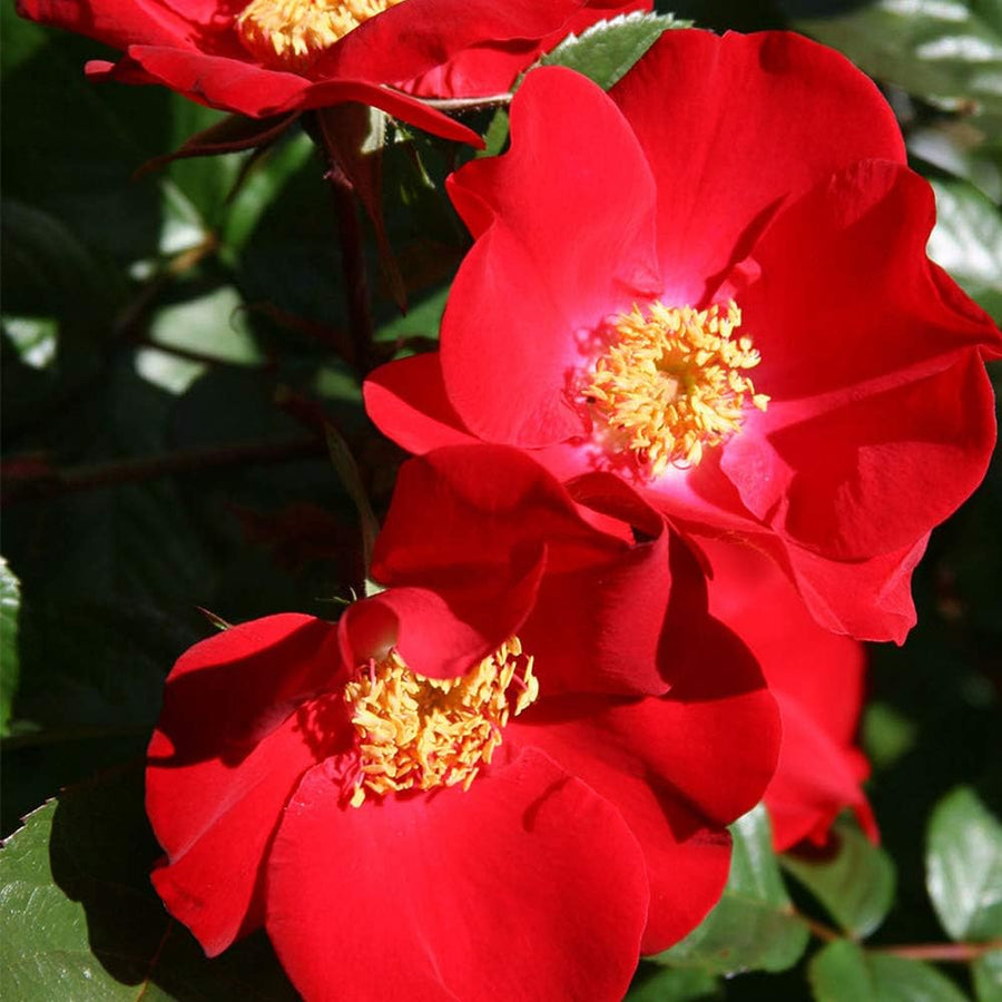 Red Rosa Rugosa Seeds