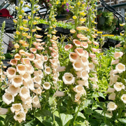 Peach Foxglove Seeds