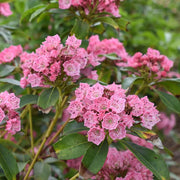Kalmia Latifolia Mountain Laurel Seeds