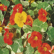Mixed Color Nasturtium Seeds