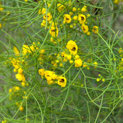 Feathery Cassia Seeds