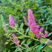 Hardy Pink Spiraea Douglasii Seeds