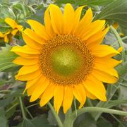 Dwarf Sunspot Sunflower Seeds