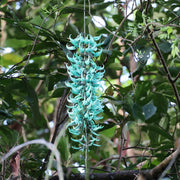Macrobotrys Strongylodon Seeds