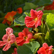 Cherry Rose Jewel Nasturtium Seeds