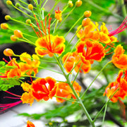 Dwarf Poinciana Peacock Seeds