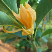 Champaca Magnolia Seeds
