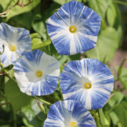 Flying Saucers Morning Glory Seeds