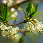 Fragrantissima Lonicera Seeds