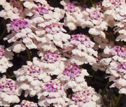 Gibraltar Candytuft Iberis Gibraltarica Seeds