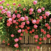 Pink Climbing Rose Vine Seeds