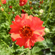 Double Bloody Mary Geum Seeds