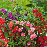 Balsam Impatiens Seeds