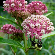 Incarnata Asclepias Seeds