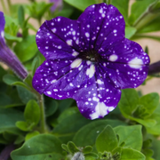 Night Sky Petunia Seeds