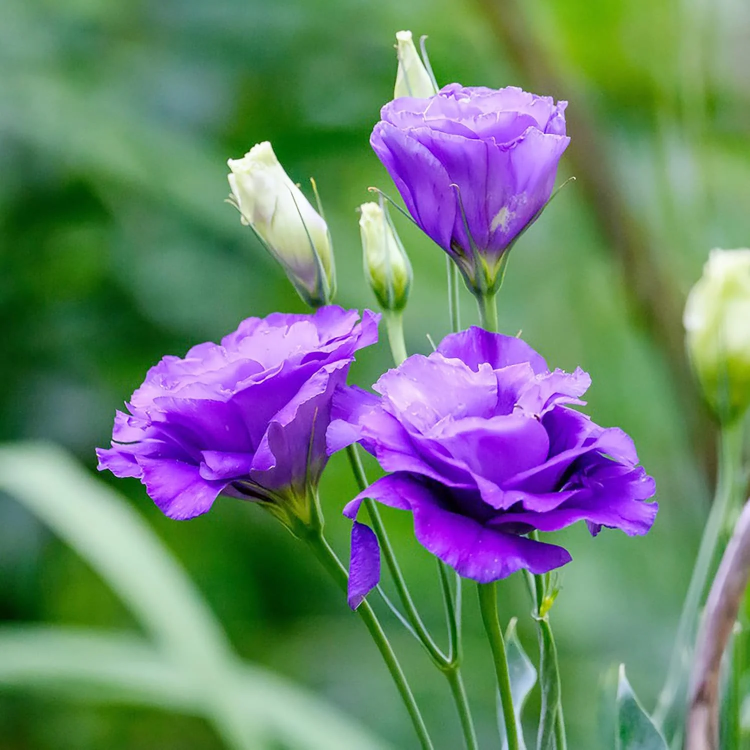 Prairie Gentian Lisianthus Seeds