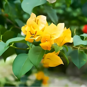 Yellow Bougainvillea Seeds