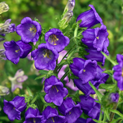 Mixed Colors Canterbury Bells Seeds