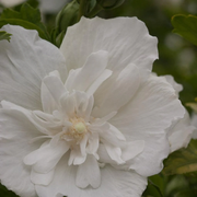 White Rose of Sharon Seeds