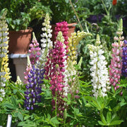 Mixed Colors Lupine Seeds