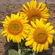 Dwarf Grey Stripe Sunflower Seeds