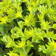 Ground Cover Succulent Gold Moss Sedum Seeds
