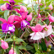 Mixed Colors Fuchsia Seeds