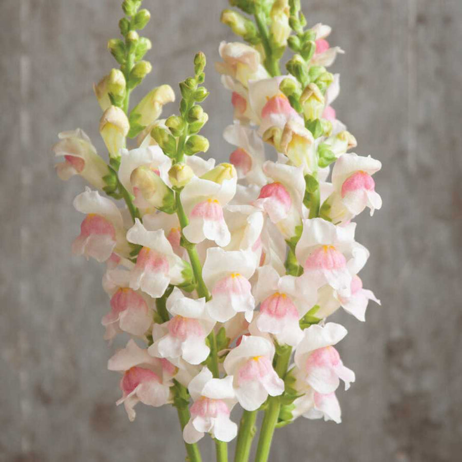 Appleblossom Snapdragon Seeds