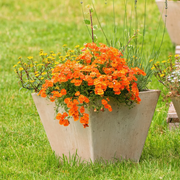 Orange Nemesia Seeds