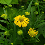 Autumnale Helenium Seeds