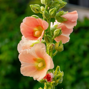 Peach Hollyhock Seeds