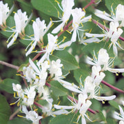 Winter Honeysuckle Seeds