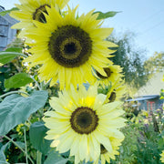 Moonwalker Sunflower Seeds
