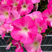 Easy Wave Rosy Dawn Petunia Seeds
