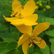 Golden Christmas Senna Seeds
