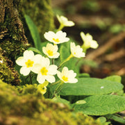 Polyanthus Primrose Primula Seeds