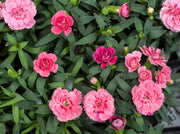 Pink Carnation Seeds