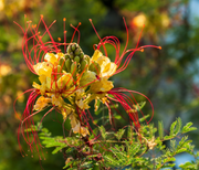 Desert Bird of Paradise Seeds, Yellow and Red