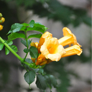 Trumpet Creeper Seeds