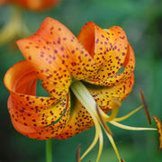 Orange Turk's Cap Lily Seeds