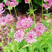 Rose Symphony Astrantia Major Seeds