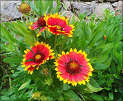 Gaillardia Blanket Seeds