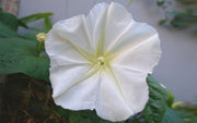 White Moonflower Seeds