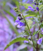Mad Dog Skullcap Seeds