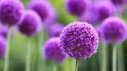 Giant Allium Seeds