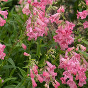 Pink Penstemon Seeds