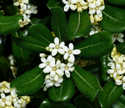 Tobira Pittosporum Seeds